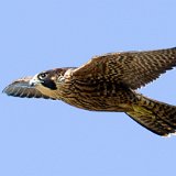 Peregrine Falcon